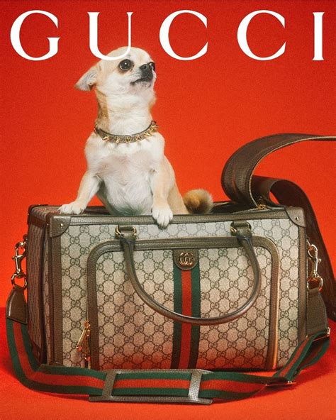 gucci dog print|Gucci dog collection.